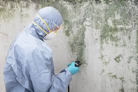  Dupo, IL Mold Remediation Pros